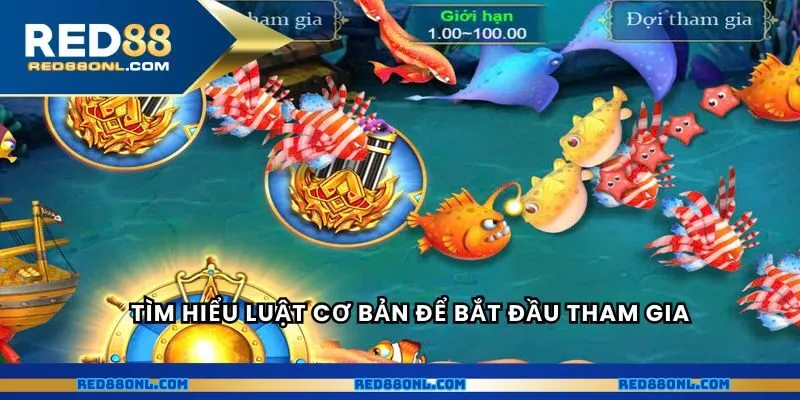 Tìm hiểu luật cơ bản để bắt đầu tham gia