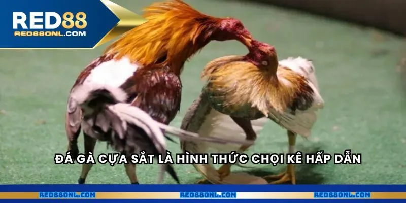 Đá gà cựa sắt là hình thức chọi kê hấp dẫn tại châu Á