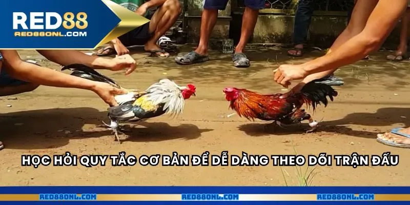Học hỏi quy tắc cơ bản để dễ dàng theo dõi các trận đấu