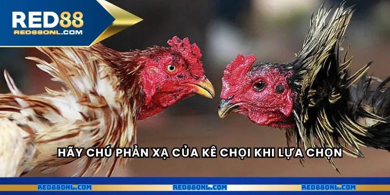 Hãy chú phản xạ của kê chọi khi lựa chọn
