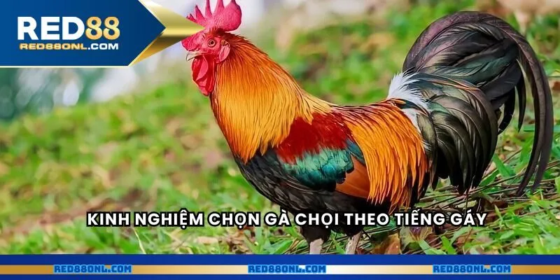 Kinh nghiệm chọn gà chọi theo tiếng gáy