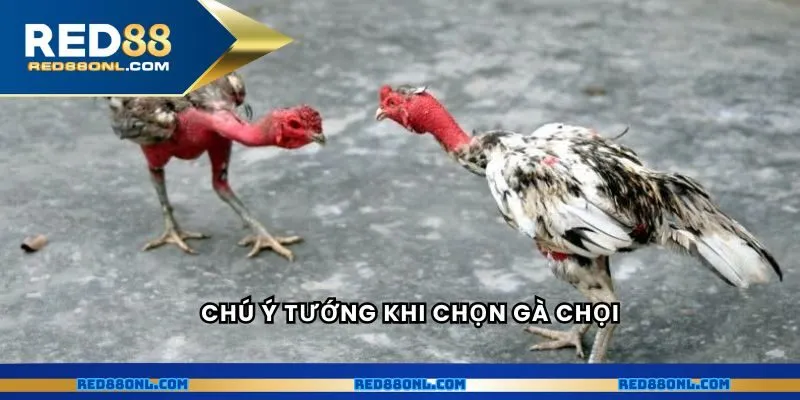 Chú ý tướng khi chọn gà chọi