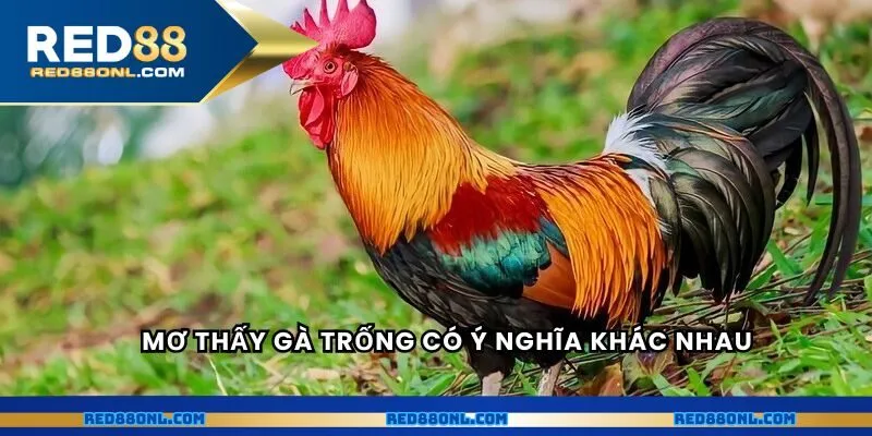 Nằm mơ thấy gà trống có ý nghĩa khác trong từng tình huống