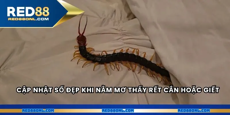 Cập nhật số đẹp khi nằm mơ thấy rết cắn hoặc giết