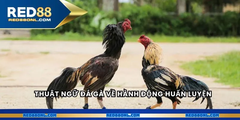 Thuật ngữ đá gà về hành động huấn luyện