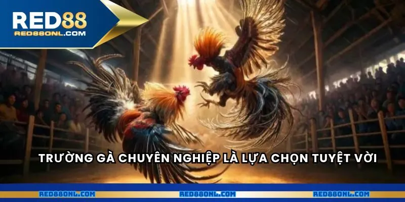 Trường gà chuyên nghiệp là lựa chọn xem trực tiếp tuyệt vời