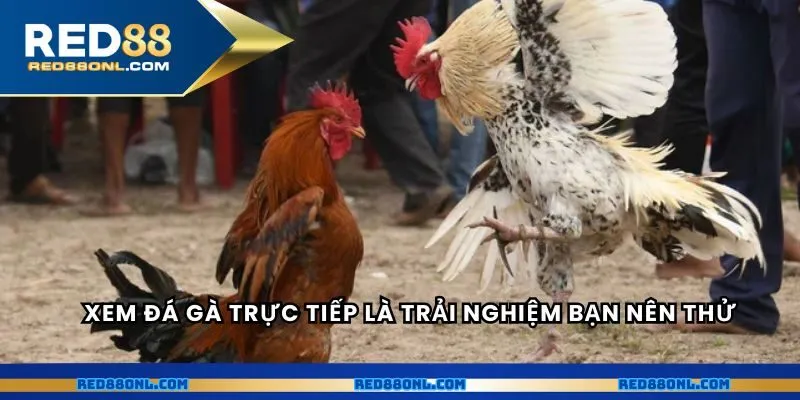 Xem đá gà trực tiếp là trải nghiệm giá trị bạn nên thử