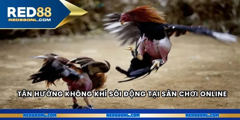 Tận hưởng không khí sôi động tại sân chơi online