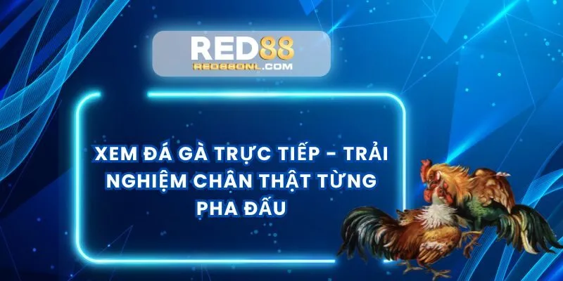 xem-da-ga-truc-tiep